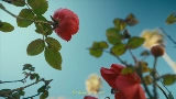 Мініатюра відео Mi Morena